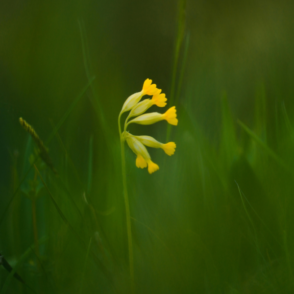 Gullviva ( primula veris )i full blom, sprider vårens första glädje med sina gyllene kronblad och mjuka bladverk.