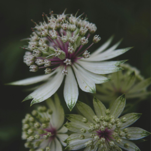 stjärnflocka astrantia major `shaggy´Underbar till samplantering i rabatt och äng. Fin i woodland och ljuvlig i bukett.