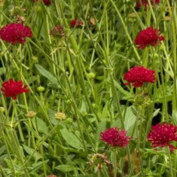 Grekvädd KNAUTIA MACEDONICA