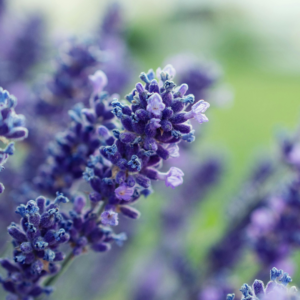 Närbild på Lavandula Hidcote, med sina djupa lila blommor som står i kontrast mot de silvergröna bladen