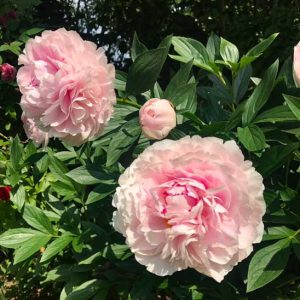 PION Sarah Bernhardt Doftar dubbel blommande