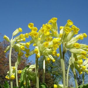 Gullviva Primula Veris i sol, blommar tidigt.