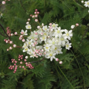 Filipendula vulgaris BRUDBRÖD