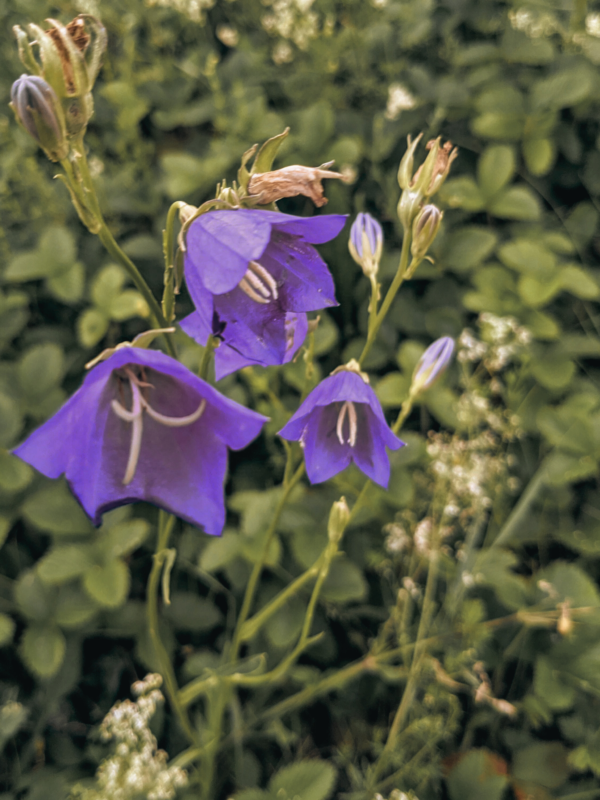 STOR BLÅKLOCKA Campanula persicifolia